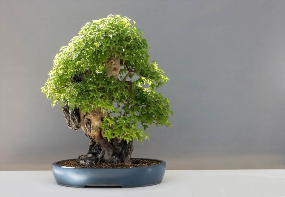 jaka ziemia do drzewka bonsai