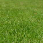 Trawa samozagęszczająca: doskonały rodzaj nasion traw